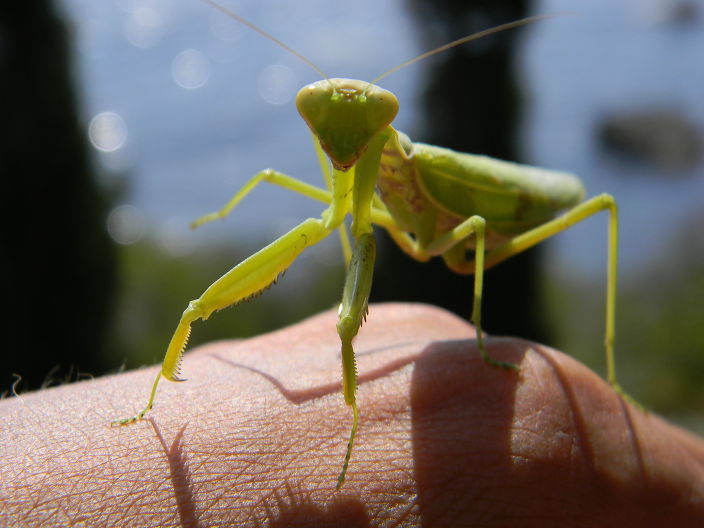 люблю насекомых