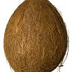 coconut