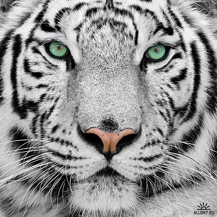 Tigr