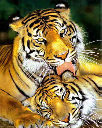 Личные фото