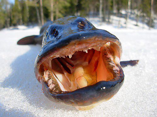 Личные фото