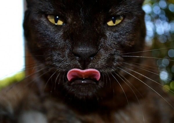 коти