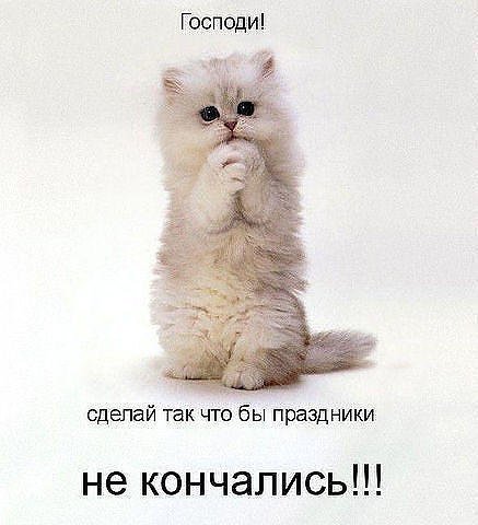 котяра