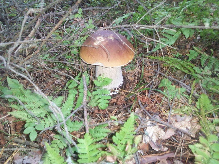 Личные фото