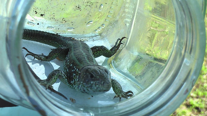 Всегда готов!