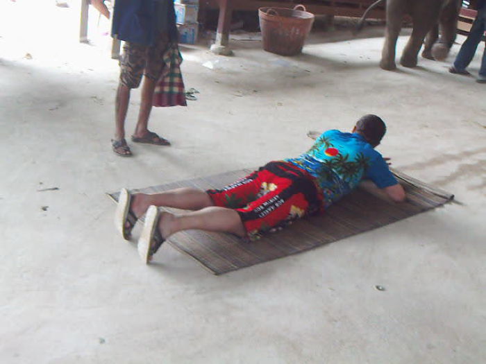 слон дрочит